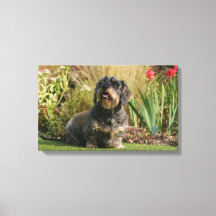 Impressão Em Tela Dachshund padrão Fio-de cabelo