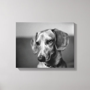 Impressão Em Tela Dachshund sensível