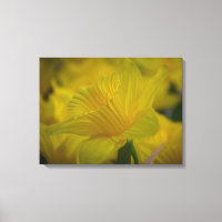 Daffodils para cima e para baixo