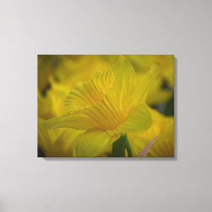 Impressão Em Tela Daffodils para cima e para baixo