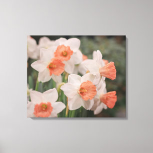 Impressão Em Tela Daffodils Peach