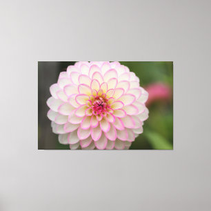 Impressão Em Tela Dahlia Branca com Flor de Jante rosa