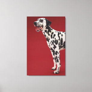 Impressão Em Tela Dalmatian