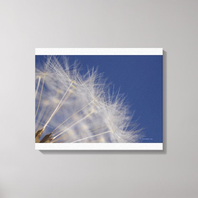 Impressão Em Tela Dandelions (Frente)