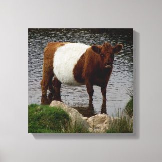 Impressão Em Tela Dartmoor Abaixo Da Vaca Galloway Em Curso