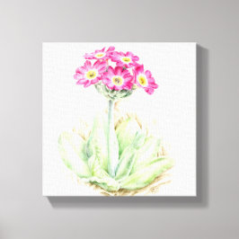 Impressão em tela de arte fina de Primula rosa