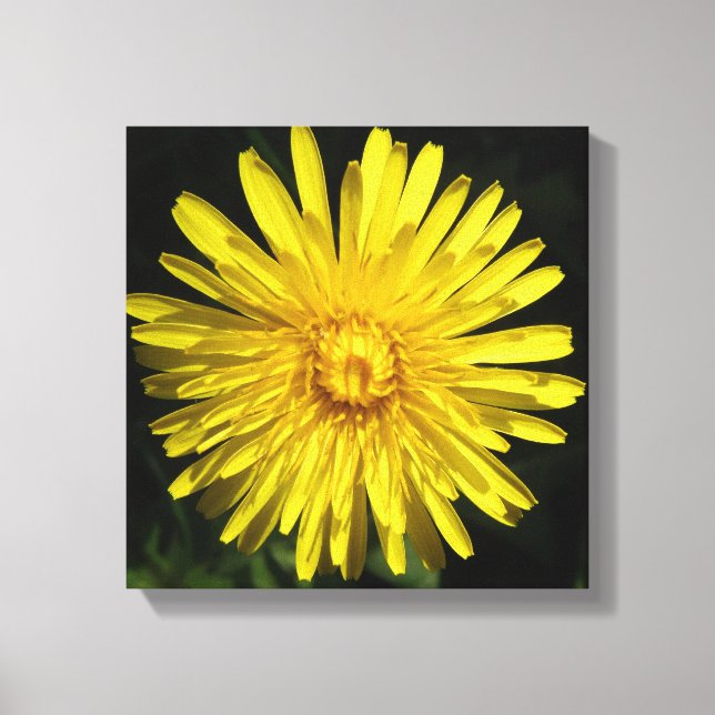 Impressão em Tela de Dandelion (Frente)