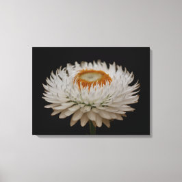 Impressão em tela de flor de Helichrysum
