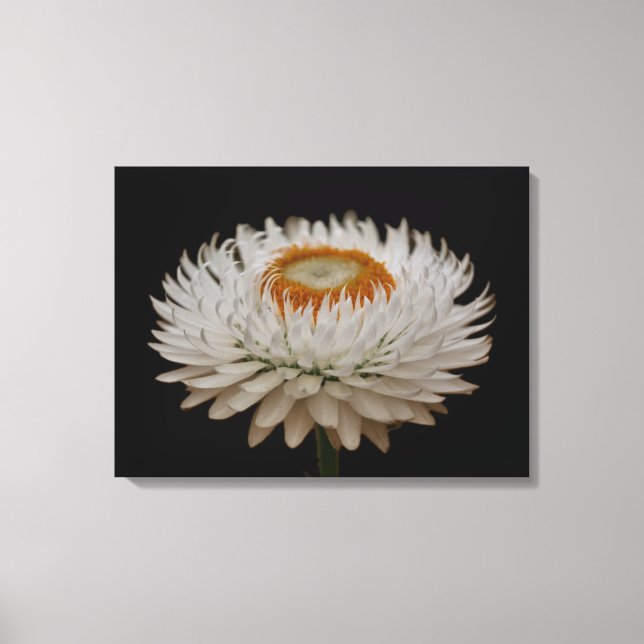 Impressão em tela de flor de Helichrysum (Frente)