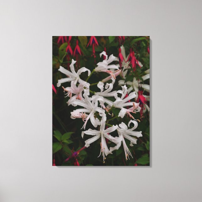 Impressão em Tela de Flores Brancas de Nerine (Frente)