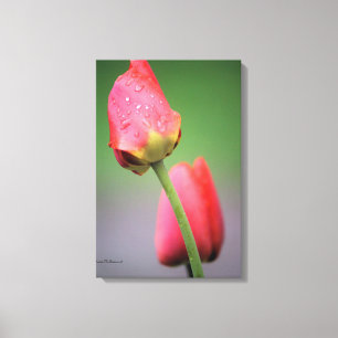 Impressão em Tela de Fotografia de Tulipas Rosa