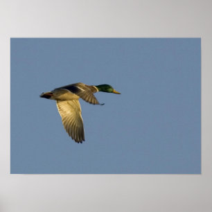 impressão em tela de lona de marreco voando no céu