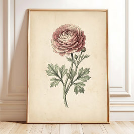 Impressão em Tela de Ranunculus Botânico