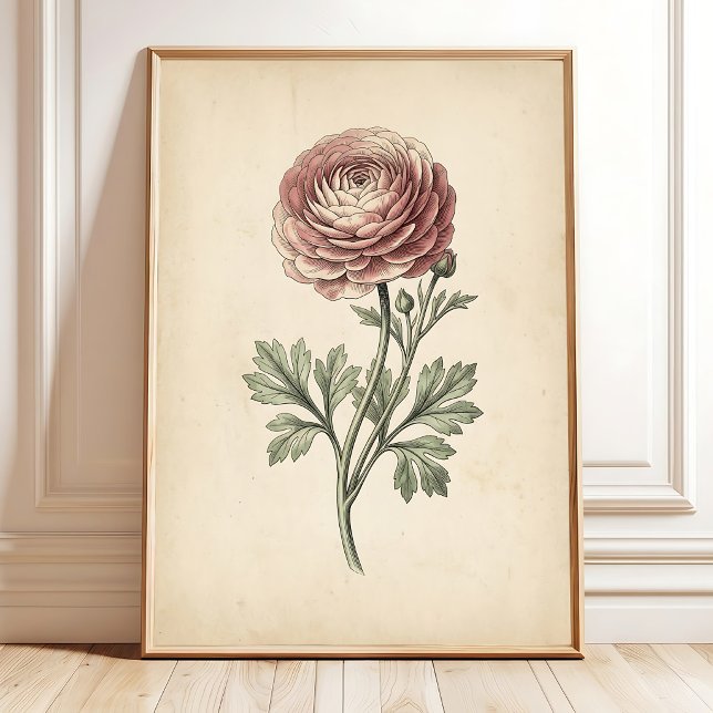 Impressão em Tela de Ranunculus Botânico (Criador carregado)