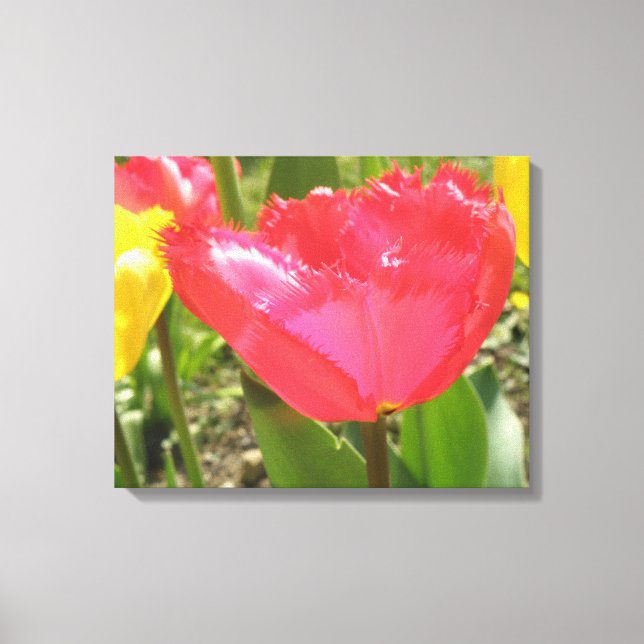 Impressão em Tela de Tulipas Franjadas (Frente)