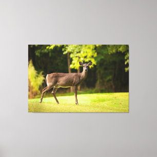Impressão Em Tela Deer on Golf Course