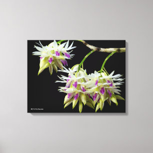 Impressão Em Tela Dendrobium Ametistoglossum