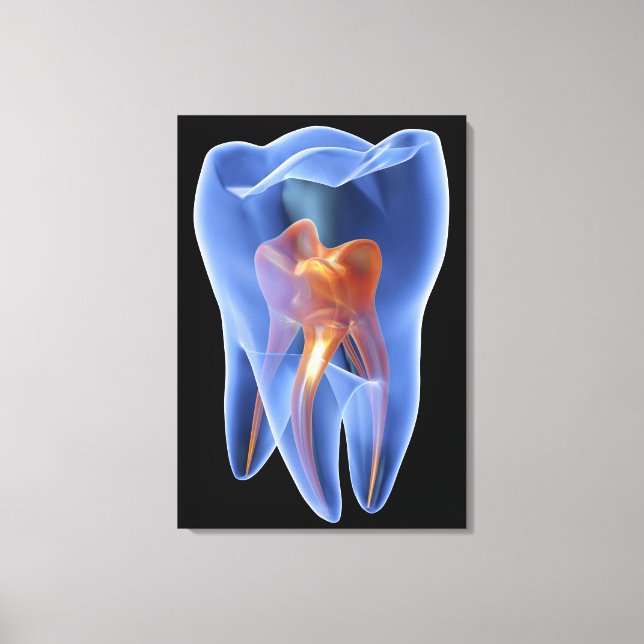 Impressão Em Tela Dente, seção transversal transparente de um molar (Frente)