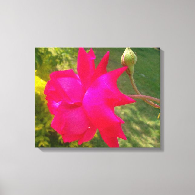 Impressão Em Tela Desdobrando a Beleza: A Rosa vermelha e seu Bud (Frente)