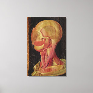 Impressão Em Tela Desenho anatômico da cabeça humana