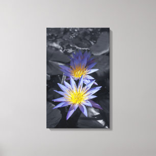 Impressão Em Tela Desenho Botânico Floral de Nenúfar Tropical