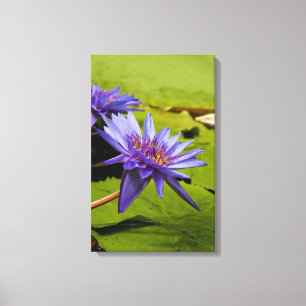 Impressão Em Tela Desenho Botânico Floral de Nenúfar Tropical