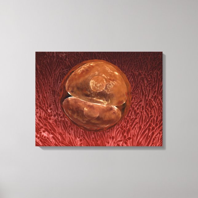 Impressão Em Tela Desenvolvimento de Zygote: 24-36 Horas (Frente)