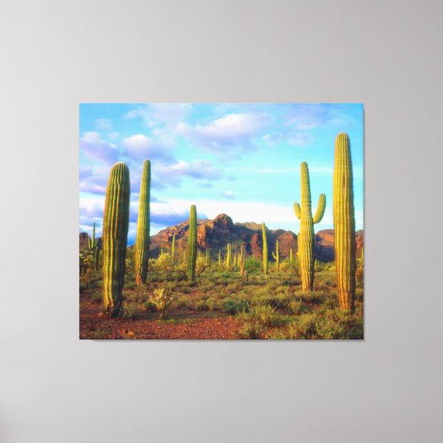 Impressão Em Tela Deserto em primavera (Frente)