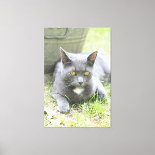 Impressão Em Tela Design Rústico Gato Cinza