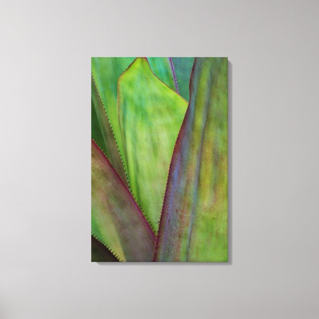 Impressão Em Tela Detalhe da Planta Agave (Frente)