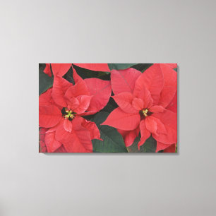 Impressão Em Tela Detalhe da Poinsettia Vermelha (Euphorbia pulcherr