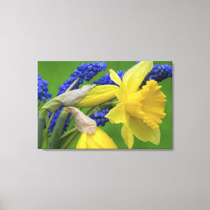Impressão Em Tela Detalhe das flores de narciso e jacinto. Crédito