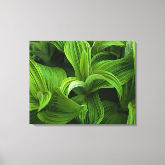 Impressão Em Tela Dewdrops em um Falso Helaborado (Frente)