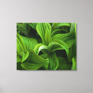 Impressão Em Tela Dewdrops em um Helabore falso