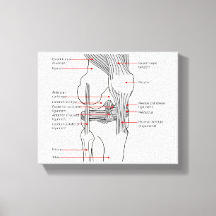 Impressão Em Tela Diagrama Anatômico da Articulação do Joelho Direit