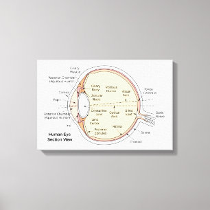 Impressão Em Tela Diagrama anatômico da bola do olho humano das