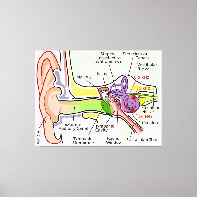 Impressão Em Tela Diagrama de Mapeamento da Frequência do Ouvido Hum (Frente)