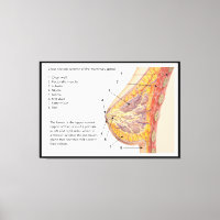 Diagrama de Seção Cruzada da Glândula Mamária Huma
