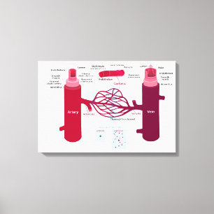 Impressão Em Tela Diagrama de Vasos Sanguíneos Artérias Veias Capila
