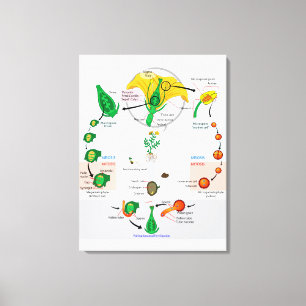 Impressão Em Tela Diagrama do Ciclo de Vida da Planta Floral Angiosp