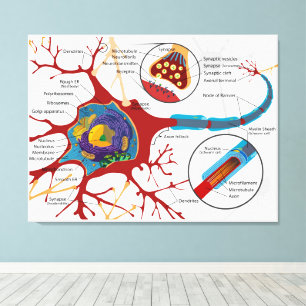Impressão Em Tela Diagrama Neurônio Completo Célula Nervo Sistema Ne