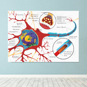 Impressão Em Tela Diagrama Neurônio Completo Célula Nervo Sistema Ne