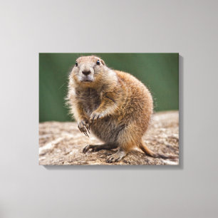 Impressão em Tela do Cão da Pradaria Curioso