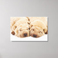 Dois cachorros Shar Pei dormindo