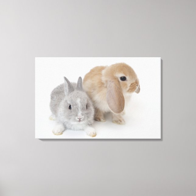 Impressão Em Tela Dois coelhos. Holanda Anã e Holland Lop. (Frente)