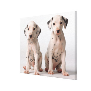 Impressão Em Tela Dois filhotes de cachorro Dalmatian preto e branco