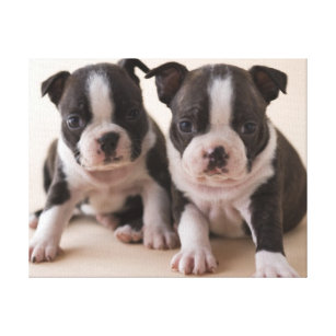Impressão Em Tela Dois filhotes de cachorro de Boston Terrier
