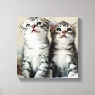 Impressão Em Tela Dois gatinhos bonitos