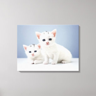 Impressão Em Tela Dois gatinhos brancos muito novos olham fixamente