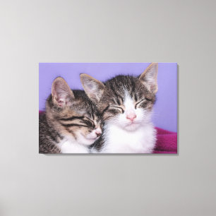 Impressão Em Tela Dois Gatinhos Cutes A Andar